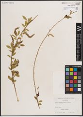 Foto von Salix caudata (Nutt.) A. Heller